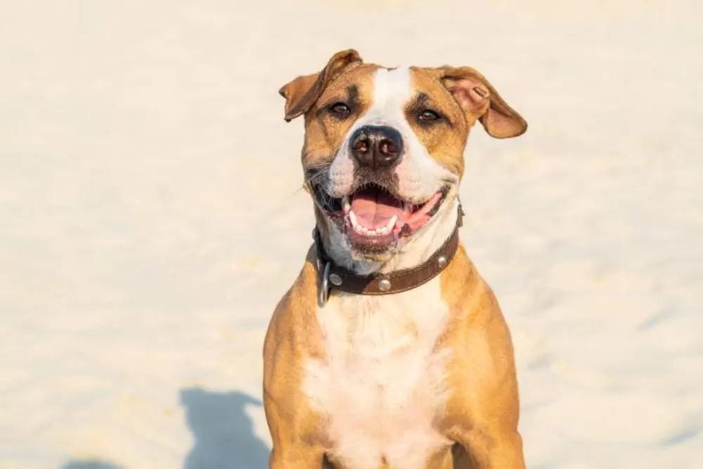 Happy dog sitting outdoors